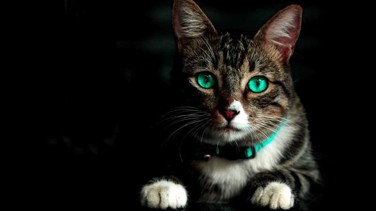 La Data Analysis del mio gatto funziona